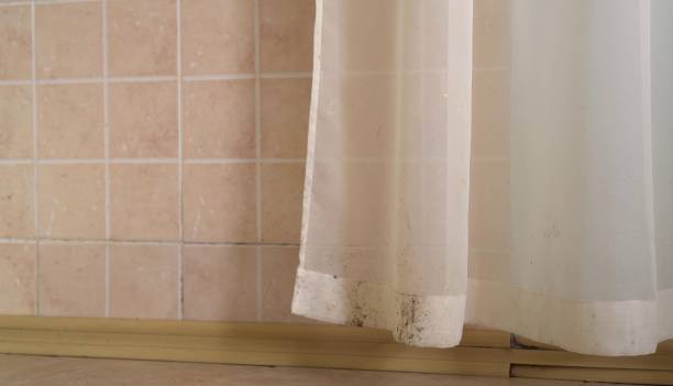 Best Environmental Consulting for Mold Prevention  in , IA