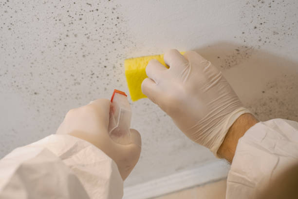 Best Mold Remediation for Healthcare Facilities  in , IA