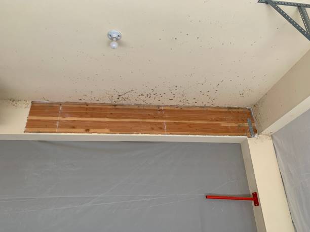 Best Airborne Mold Testing  in , IA