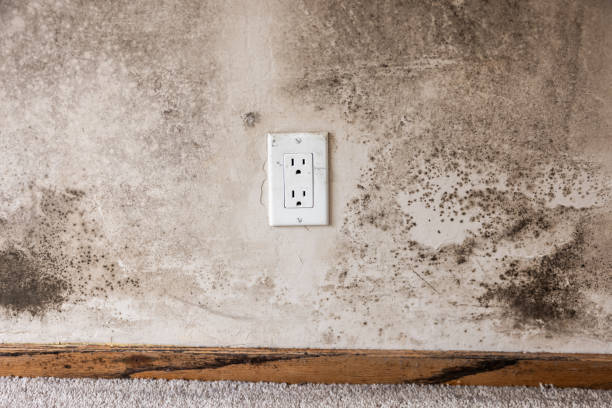 Best Mold Documentation for Insurance Claims  in , IA