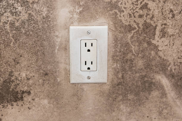 Best Attic Mold Removal  in , IA
