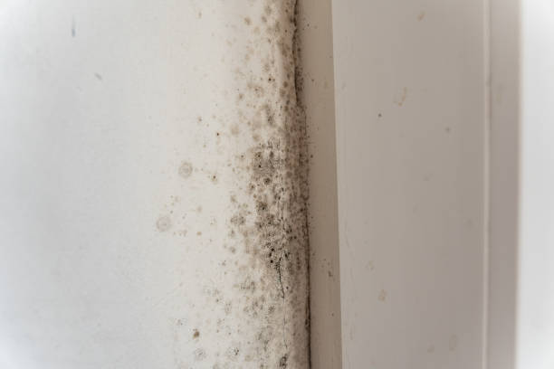 Best Black Mold Removal  in , IA