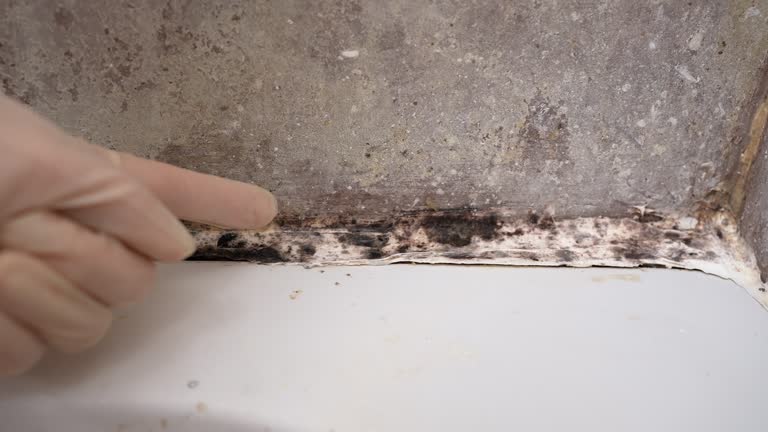 Best Water Damage & Mold Remediation  in , IA
